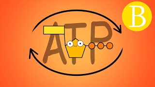 🔥 ¿Qué es el ATP  Adenosín trifosfato  Biología Desde Cero [upl. by Fadiman]