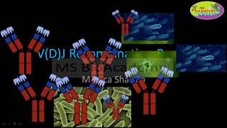 VDJ Recombination Heavy and Light chain genePART2in English [upl. by Birchard659]