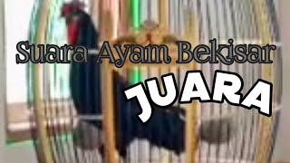 Suara Ayam Bekisar Juara [upl. by Tatia565]