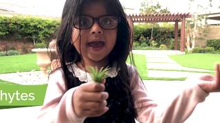 Air Plants Explained by a 6yearold [upl. by Sehguh890]