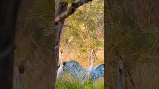 Gangster Brolgas Quick Dance birds birdlovers birdwatching [upl. by Loomis]