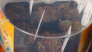 Carnivorous Plant Unboxing Drosera Collection amp RedDragon VenusFlytraps carnivorous Venusflytraps [upl. by Rednave134]