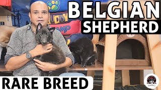 Belgian Shepherd Puppies  All About Rare Dog Breed  Funny amp Cute Puppies Video  Baadal Bhandaari [upl. by Alejandro]