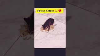 Vicious Kittens make you laugh when they are fighting cat catmeowing [upl. by Etiuqram282]