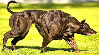 12 Most Muscular Dog Breeds In The World [upl. by Aisya]