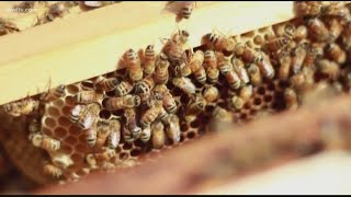 Study shows that honeybee venom can kill breast cancer cells  animal studies being done [upl. by Mackie463]