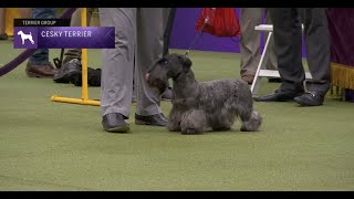 Cesky Terriers Breed Judging 2023 [upl. by Lubeck519]