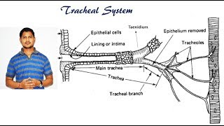 Lecture 13 Respiratory system in insects [upl. by Drarreg6]