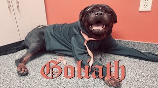 Goliath Gofundme [upl. by Tybie416]