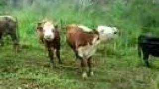 When Cows Moo Madly [upl. by Ashwin]