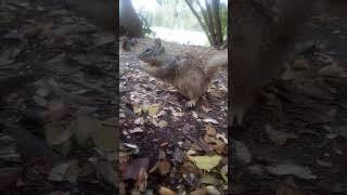 Ground 🐿️ Finds Way To Help Itself  Muddy Squirrel 051224 [upl. by Alvera]