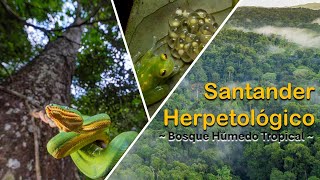 Anfibios y Reptiles de Santander  Bosque Húmedo Tropical [upl. by Loy]