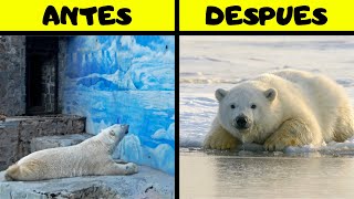 5 Animales que FUERON RETIRADOS de ZOOLOGICOS [upl. by Attenad955]