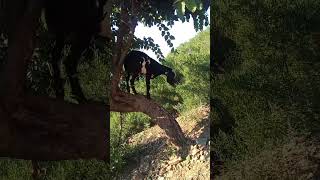 goat baby  cute goat  climbing tree  beautiful lovely animal Mountain grazers Mountain goat [upl. by Gisela]