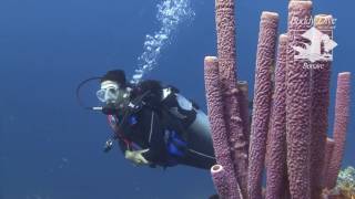 Buddy Dive Resort Bonaire [upl. by Wayolle439]