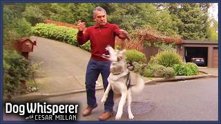 Walk Turns Violent as Malamute Mix Attacks Cesar  S4 Ep 16  Dog Whisperer With Cesar Millan [upl. by Rahsab365]