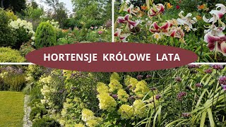 Hortensje bukietowe  ogrodowe  nawożenie Lipiec 2024 Nowe róże [upl. by Erwin]