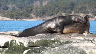 Elephant Seals [upl. by Tem]