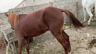 today My best video horse meeting breeding horse meeting breeding viralvideo [upl. by Ahsoet867]