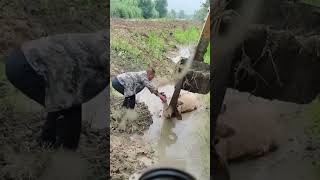 The rescue process of a cow stuck in a mud pit [upl. by Noeruat528]