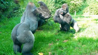 Silverback Gorilla Siblings Play Excitedly Showcasing Strength  Lengai’s Bachelor Group [upl. by Flavia]