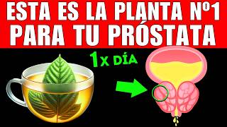 PLANTA 1 que MEJORA tu PRÓSTATA CÓMO TOMARLA [upl. by Tien]