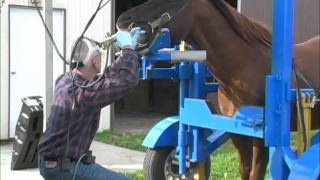 Equine Dentistry Done Correctly [upl. by Anifares]