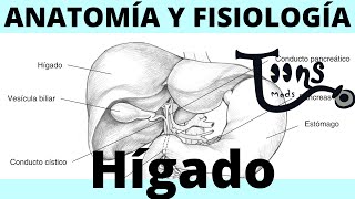 ¿Qué es el Hígado y la vesicula biliar  Anatomía y fisiología [upl. by Namreh841]