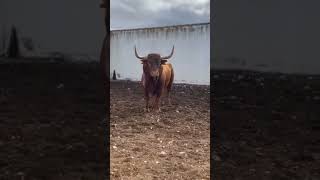 Sin pitones que está el pavo tauromaquia toro torodelidia [upl. by Attennaej]