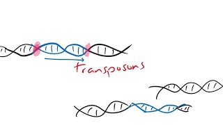 transposon jumping genes [upl. by Ahsenre437]