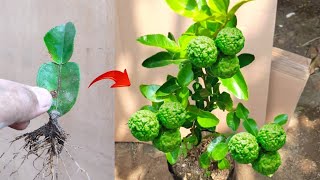 Unbelievable skills Growina a grow Kaffir limes tree from kaffir lime leaves in pots [upl. by Yves837]