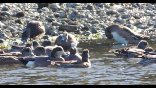 Senior Bird Walk Carkeek Park Oct 27 2023 [upl. by Alekal307]