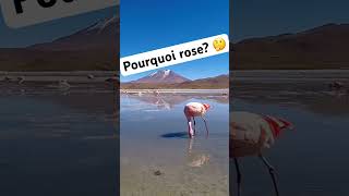 Pourquoi les flamants roses sont roses flamantrose [upl. by Attikram]