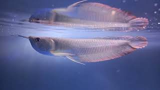 arowana  Tips merawat ikan arwana silver red biar cepet besar untuk pemula 60 [upl. by Reaht]