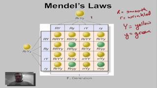 Chapter 11 Part 9  Dihybrid Crosses [upl. by Bethanne]