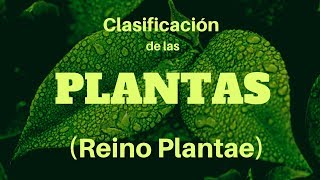 CLASIFICACIÓN DE LAS PLANTAS Reino Plantae [upl. by Scrivenor]