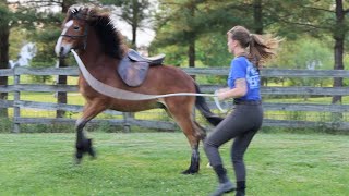 SADDLING MY COLT FOR THE FIRST TIME he bucked [upl. by Ylellan]