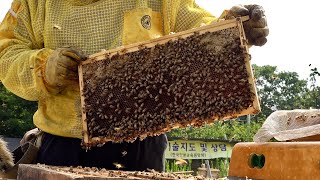 Huge Number of Bees Honey Mass Production Process by Korean Beekeeping Farm [upl. by Callum778]