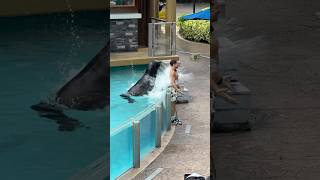 He got soaked Sealion Seaworld Orlando seaworld [upl. by Hnahym]