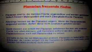 Planarien fressende Fische PS die Musik zum Video ist vom Ethan Meixsell [upl. by Aniahs]