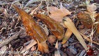 Morchella rufobrunnea Blushing Morel Australia [upl. by Barlow]