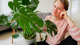 Monstera Stekken en Verzorgen  Pelable [upl. by Nailil]