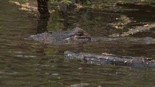 Kayak Angler Towed by Alligator [upl. by Naryb]