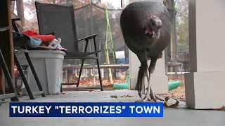 Wild turkey delights creates havoc in NJ town We love him but hes a little bit of a jerk [upl. by Ortrud]