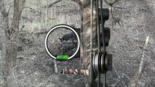 Reverse Angle Pig  Bowhunting Texas Wild Hogs [upl. by Jenilee583]