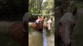 They’re Divine 🤩 horse equestrian roadto500subs [upl. by Gladis]