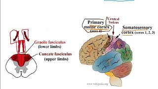 Video 207 Ascending and Descending Spinal Cord Pathways Functions Decussations and Lesion Effects [upl. by Nennahs922]