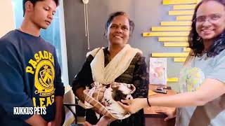 Kukkus Pets Shihtzu Puppies Review in Kannada 🐶🥰👍 shihtzu shihtzupuppie kukkuspets kannada [upl. by Lesley]