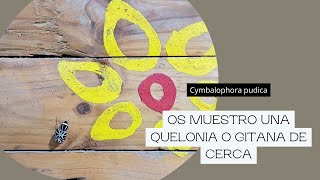 Cymbalophora pudica  Gitana o Quelonia [upl. by Siegel]