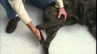 Rear Leg Passive Range of Motion  TPLO  Dog Surgery [upl. by Anella300]